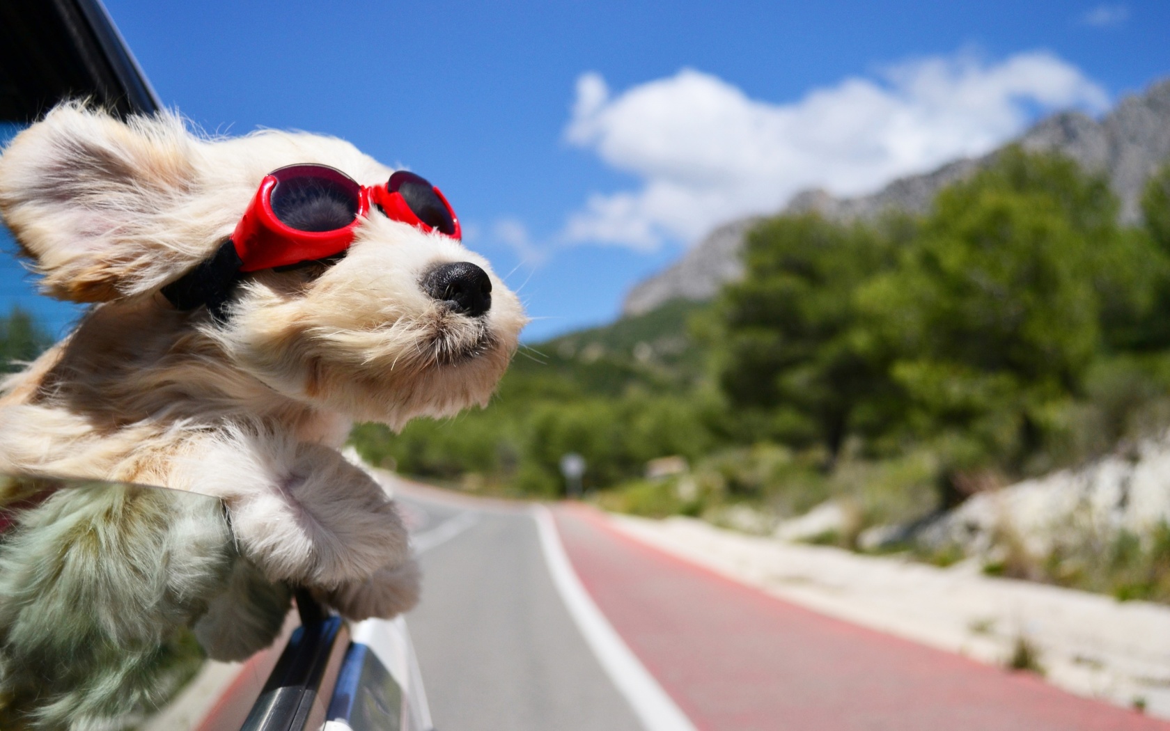 Das Dog in convertible car on vacation Wallpaper 1680x1050