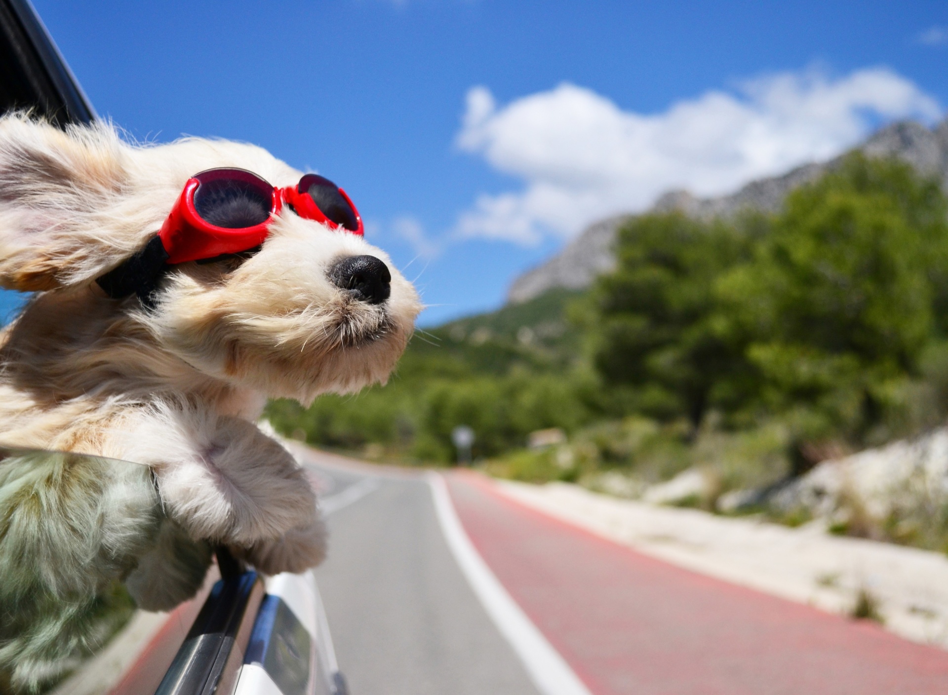 Dog in convertible car on vacation wallpaper 1920x1408
