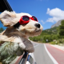 Das Dog in convertible car on vacation Wallpaper 208x208