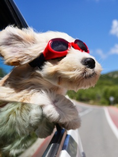 Dog in convertible car on vacation wallpaper 240x320