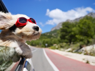 Das Dog in convertible car on vacation Wallpaper 320x240