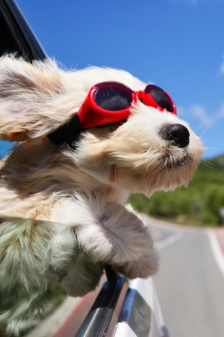 Dog in convertible car on vacation wallpaper 320x480
