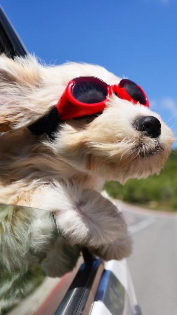 Dog in convertible car on vacation wallpaper 360x640