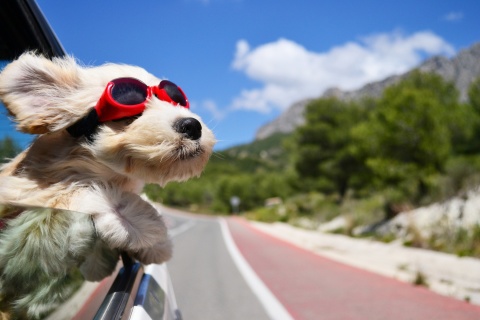Dog in convertible car on vacation wallpaper 480x320