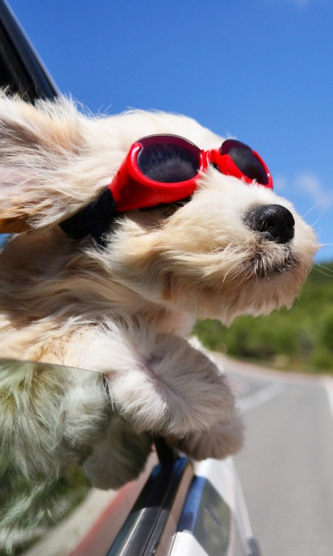 Das Dog in convertible car on vacation Wallpaper 480x800