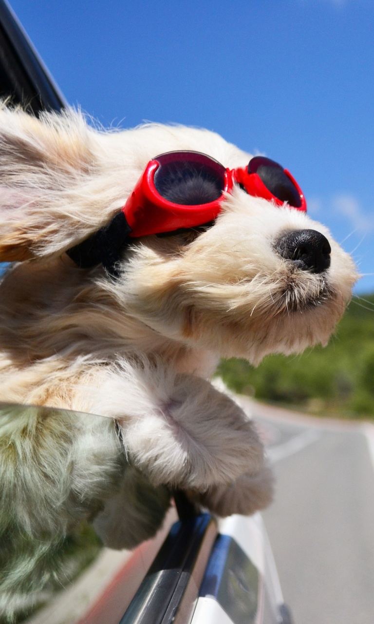 Sfondi Dog in convertible car on vacation 768x1280