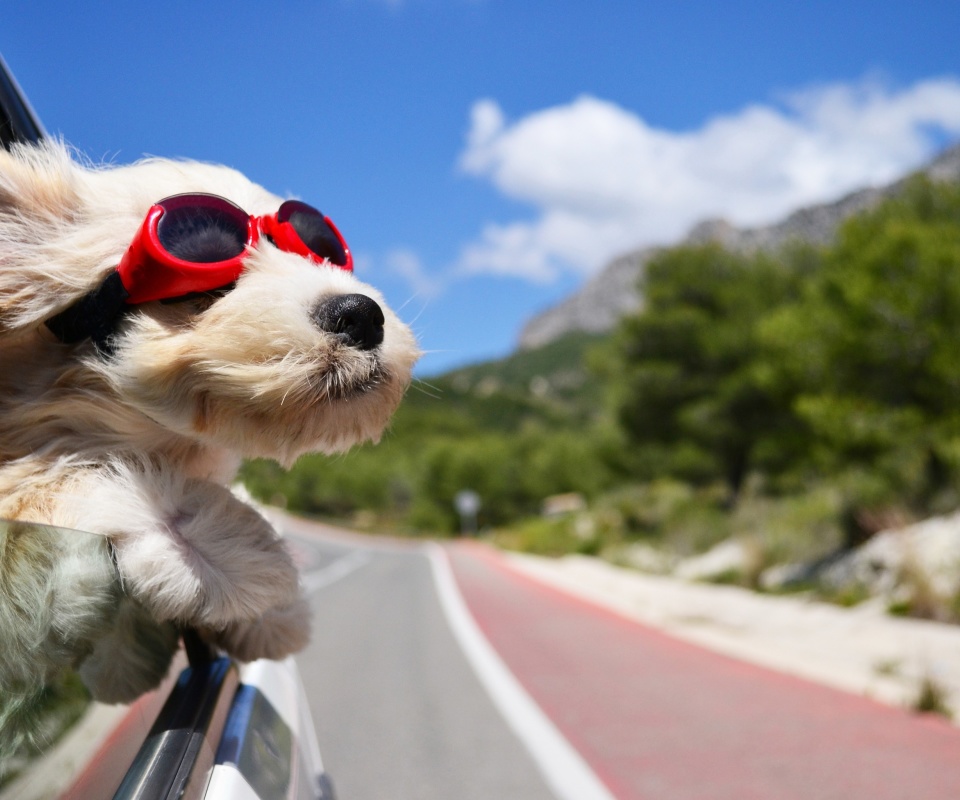 Das Dog in convertible car on vacation Wallpaper 960x800