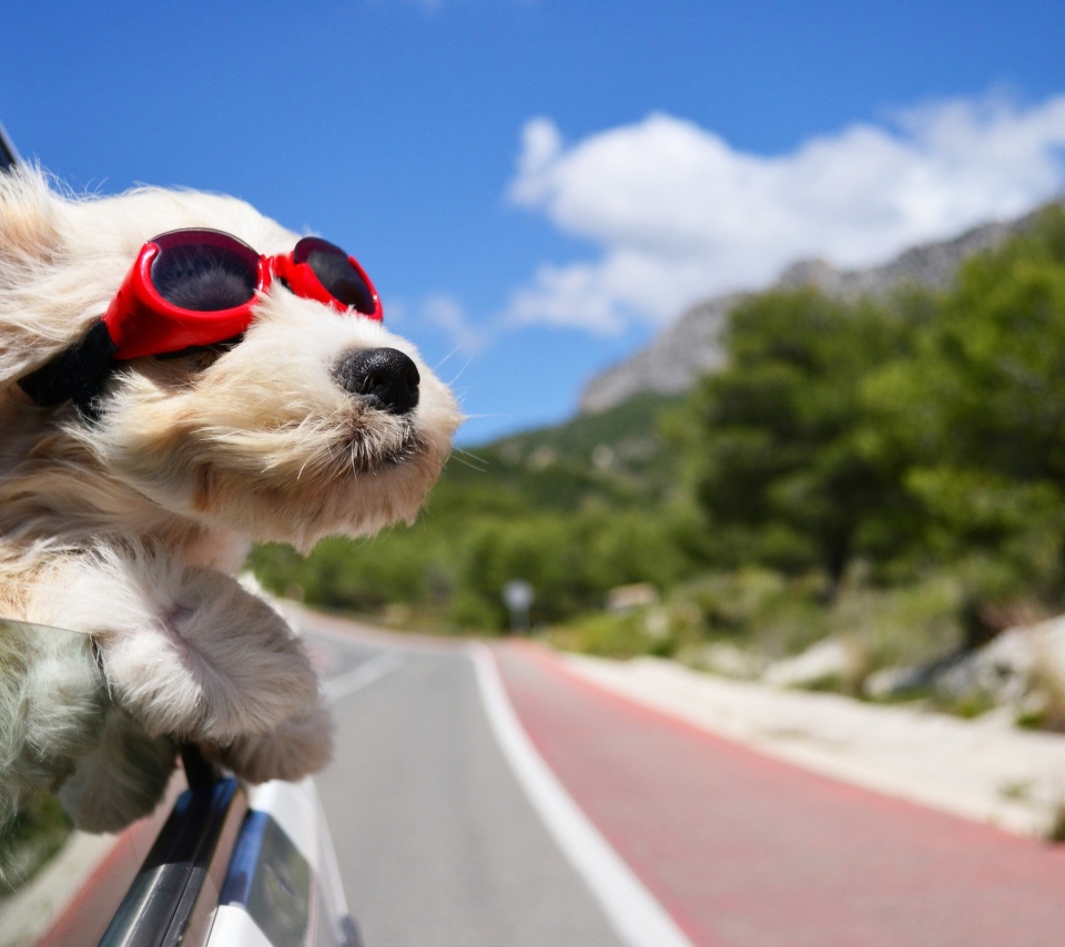 Das Dog in convertible car on vacation Wallpaper 960x854