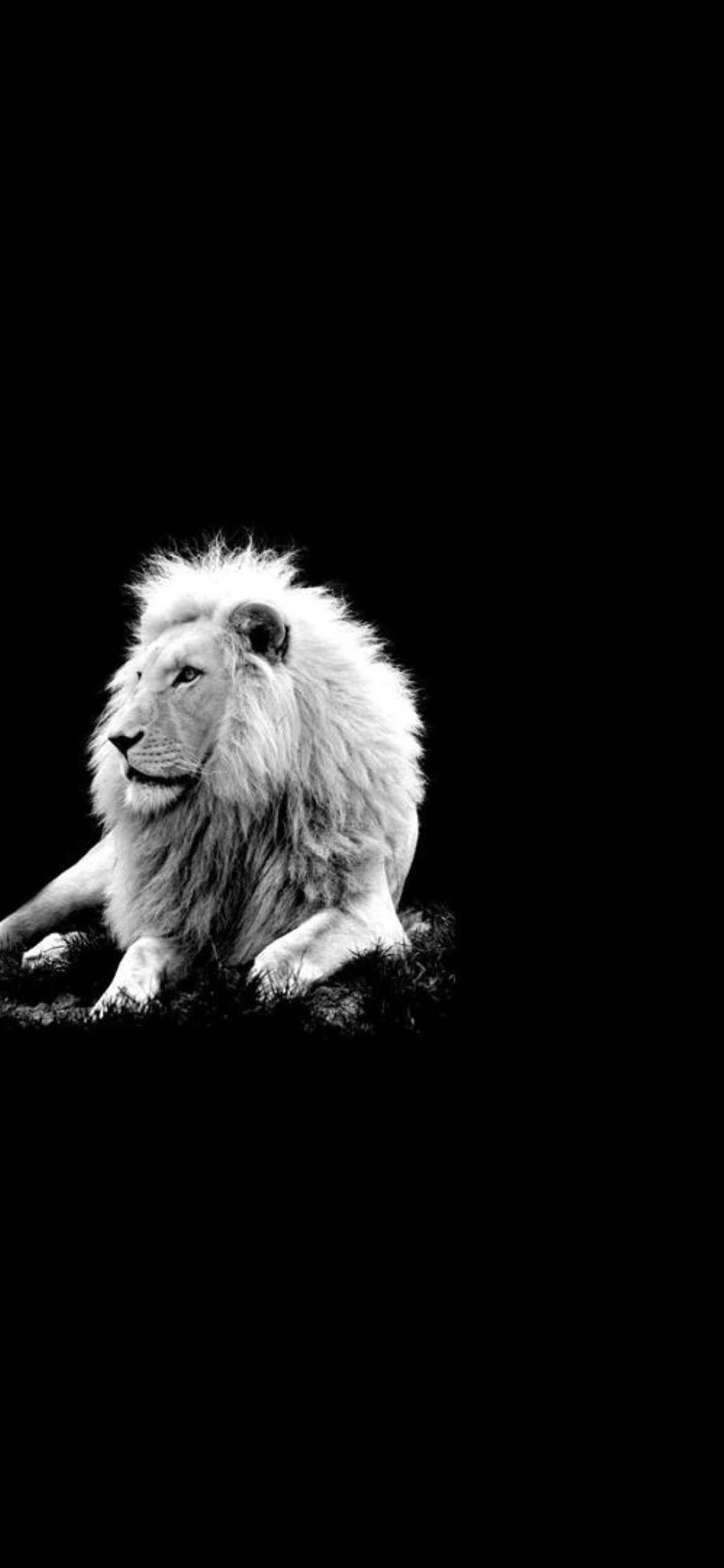 Fondo de pantalla Lion Black And White 1170x2532