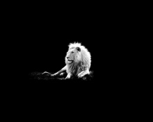 Fondo de pantalla Lion Black And White 220x176
