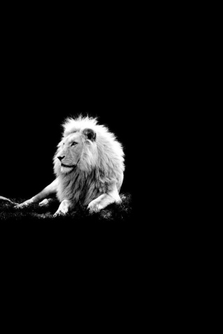 Lion Black And White wallpaper 320x480