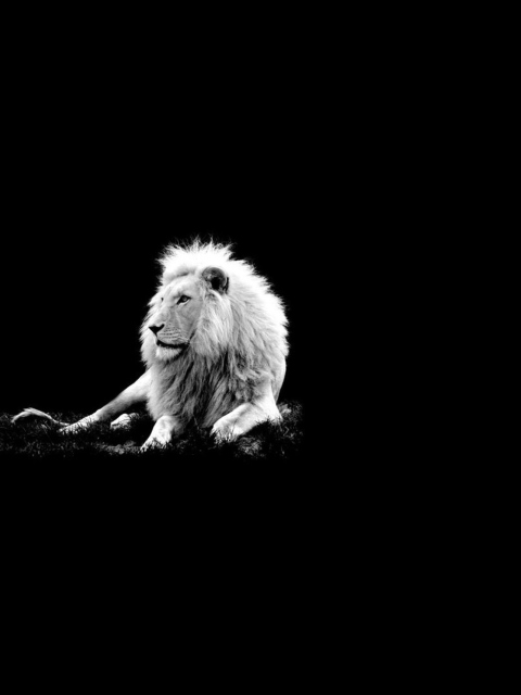 Fondo de pantalla Lion Black And White 480x640