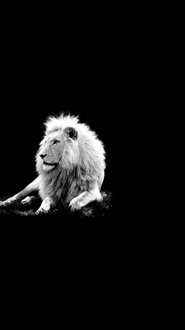 Das Lion Black And White Wallpaper 640x1136