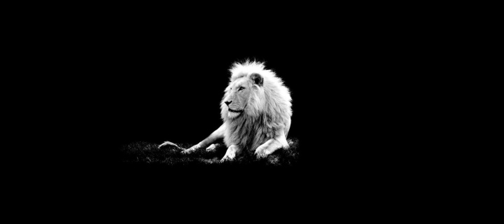 Das Lion Black And White Wallpaper 720x320