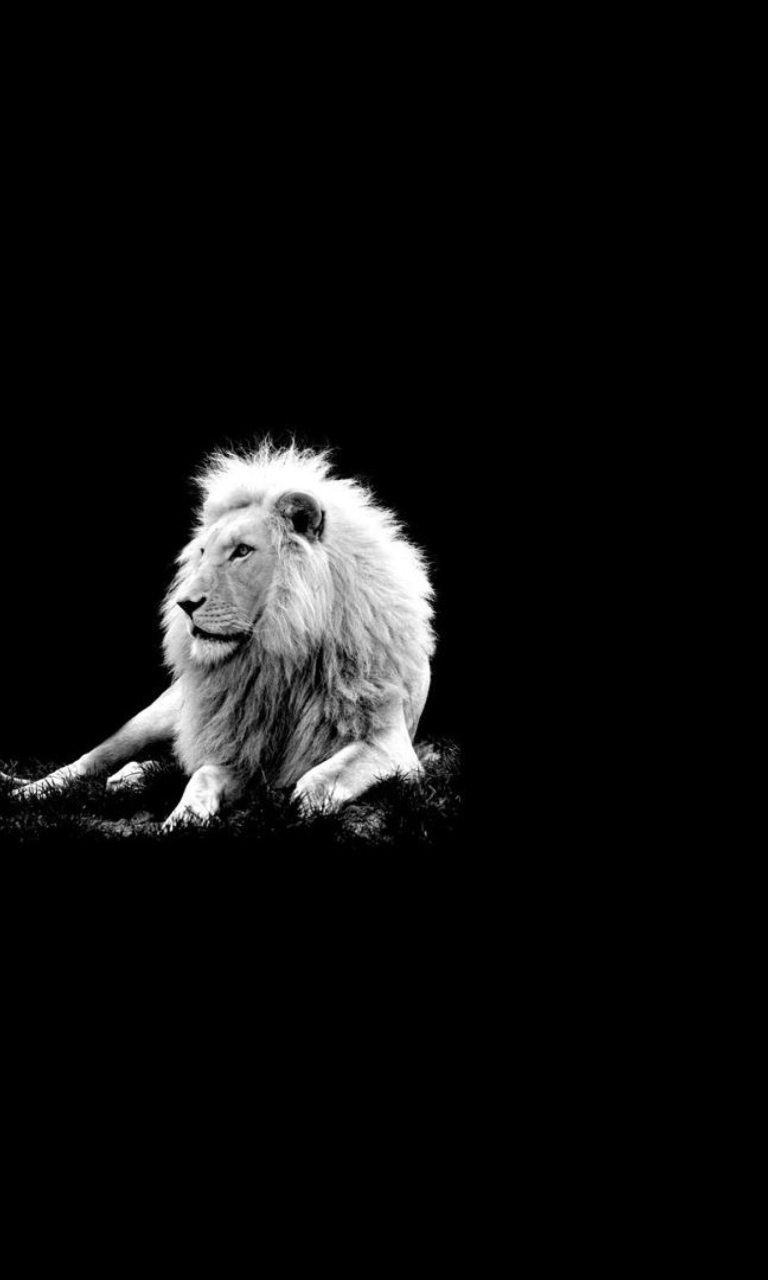 Das Lion Black And White Wallpaper 768x1280
