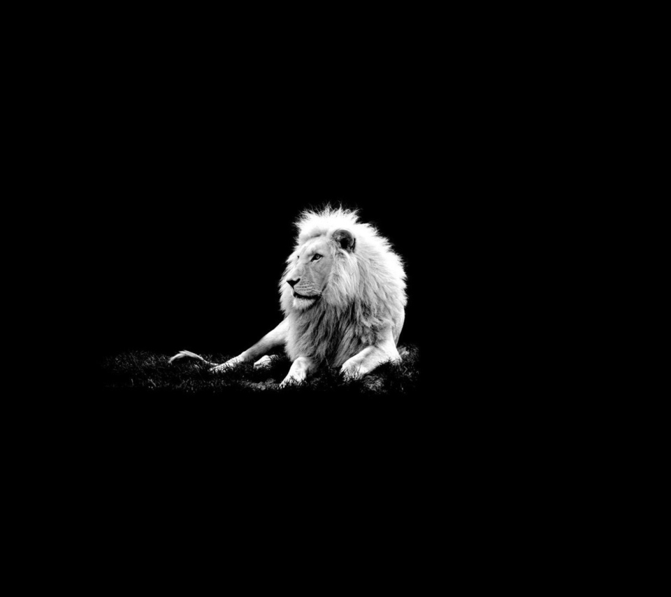Lion Black And White wallpaper 960x854