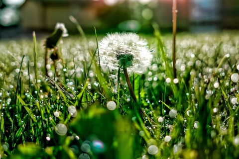 Dandelion wallpaper 480x320