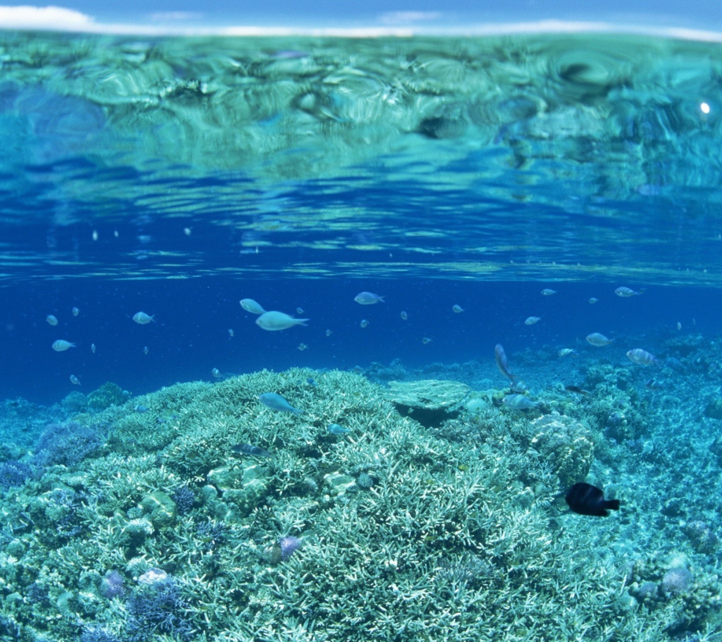 Das Underwater World Wallpaper 1440x1280