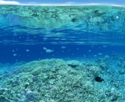 Fondo de pantalla Underwater World 176x144