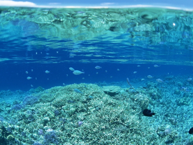 Das Underwater World Wallpaper 640x480