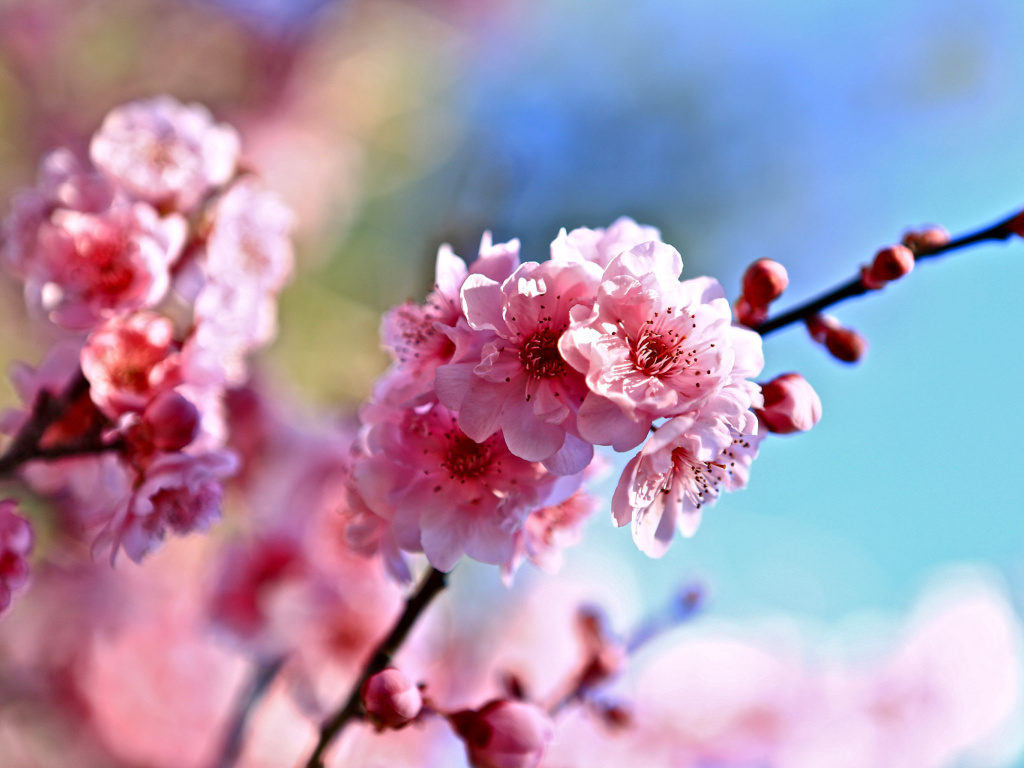 Обои Spring Cherry Blossom Tree 1024x768