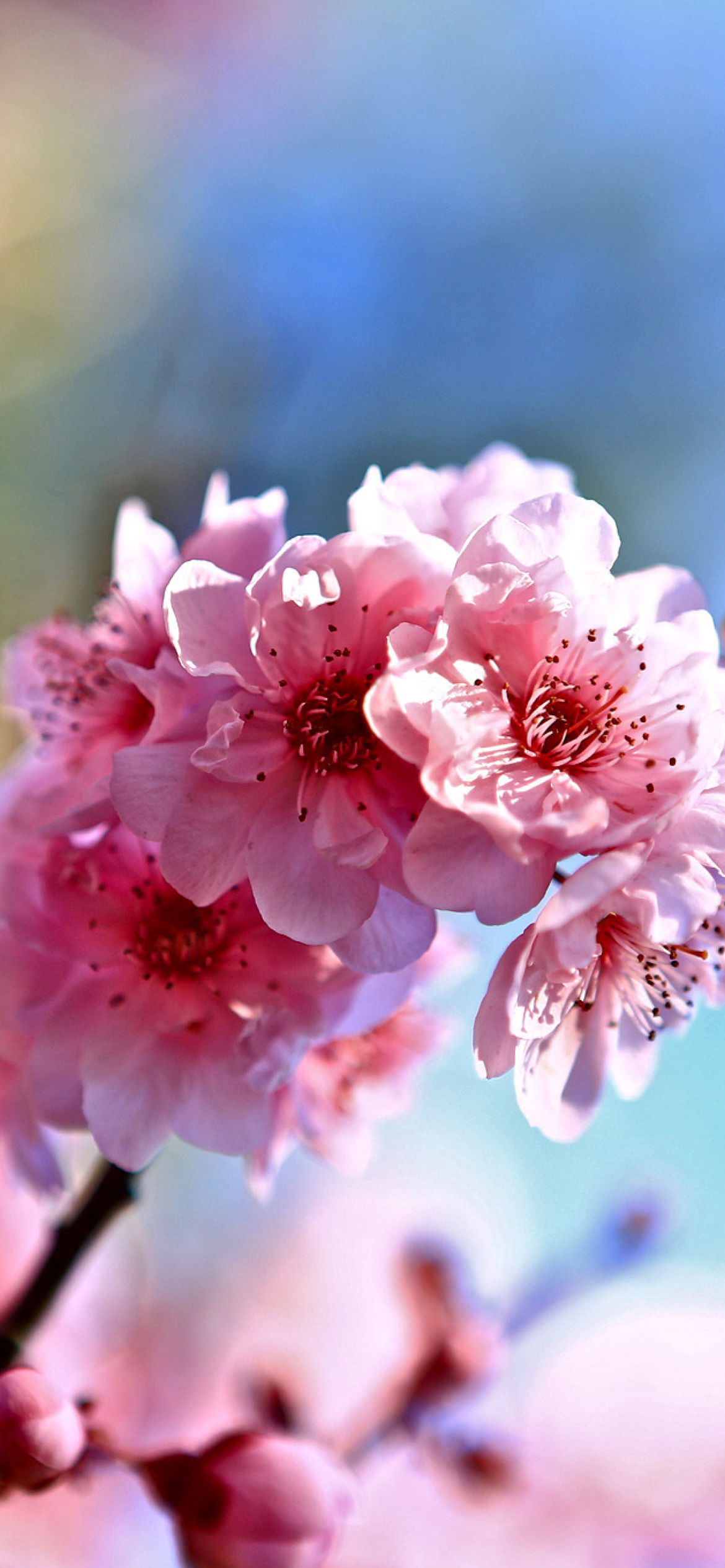 Sfondi Spring Cherry Blossom Tree 1170x2532