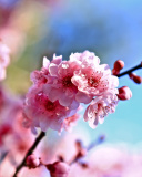 Fondo de pantalla Spring Cherry Blossom Tree 128x160