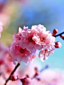 Fondo de pantalla Spring Cherry Blossom Tree 132x176