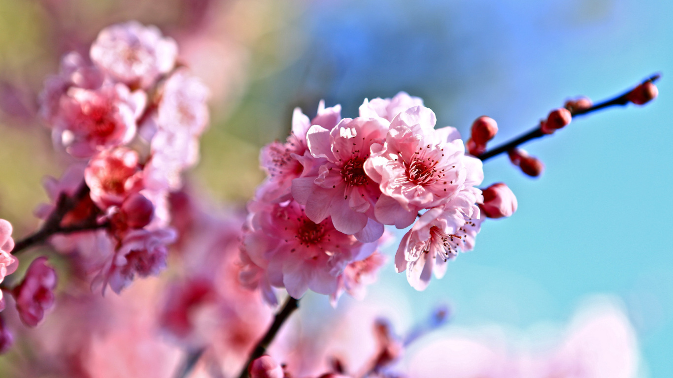 Das Spring Cherry Blossom Tree Wallpaper 1366x768
