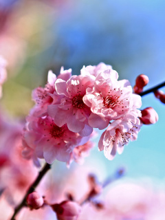 Das Spring Cherry Blossom Tree Wallpaper 240x320