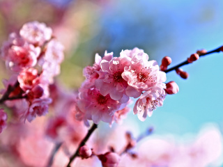 Обои Spring Cherry Blossom Tree 320x240