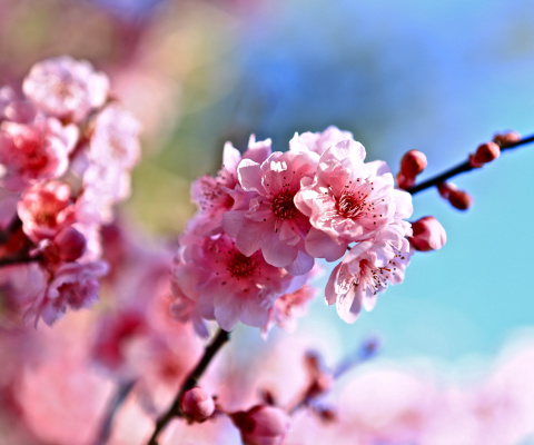 Das Spring Cherry Blossom Tree Wallpaper 480x400