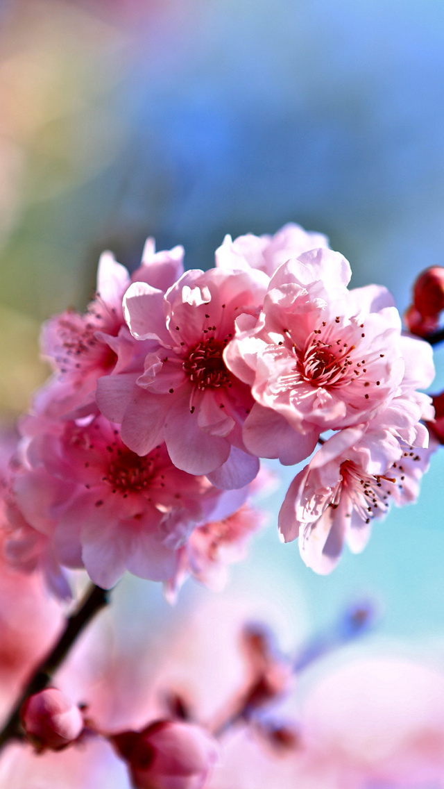 Das Spring Cherry Blossom Tree Wallpaper 640x1136