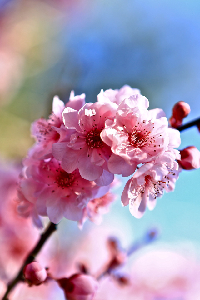 Spring Cherry Blossom Tree wallpaper 640x960