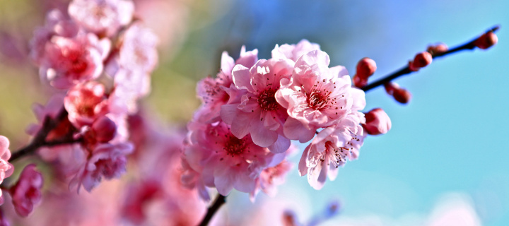 Spring Cherry Blossom Tree wallpaper 720x320