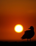 Sun Bird screenshot #1 128x160