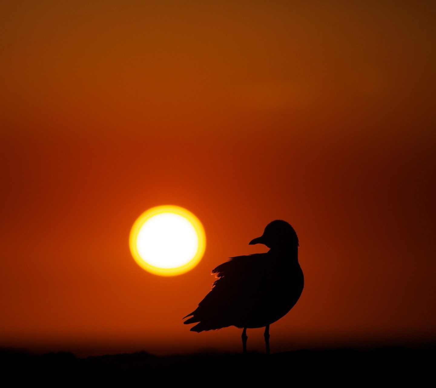 Sfondi Sun Bird 1440x1280