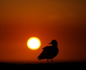 Sfondi Sun Bird 176x144