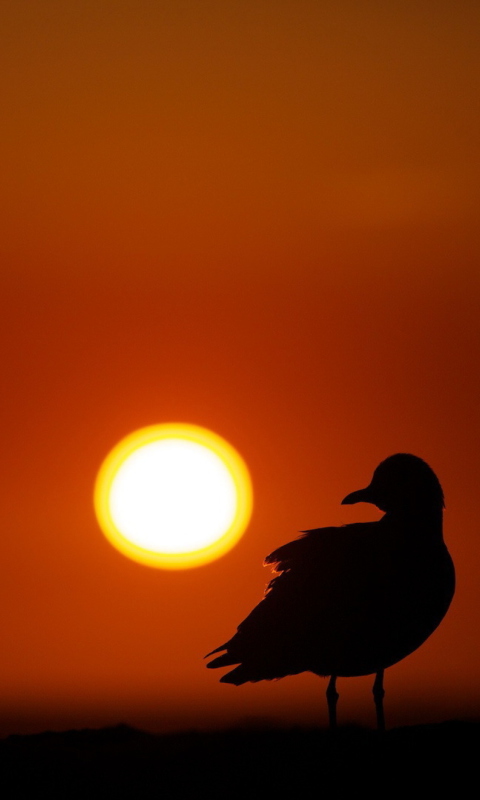 Sun Bird screenshot #1 480x800