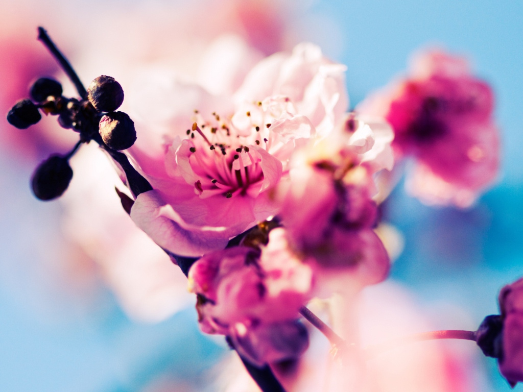 Обои Beautiful Cherry Blossom 1024x768