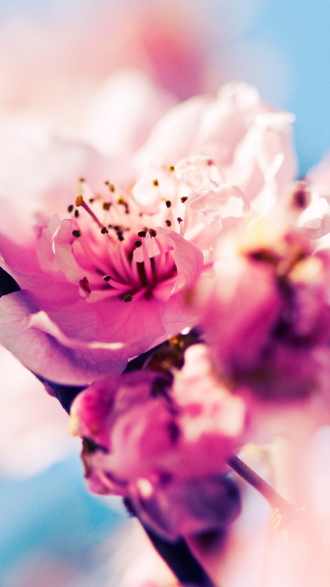 Screenshot №1 pro téma Beautiful Cherry Blossom 1080x1920