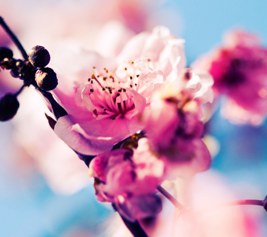 Fondo de pantalla Beautiful Cherry Blossom 1080x960