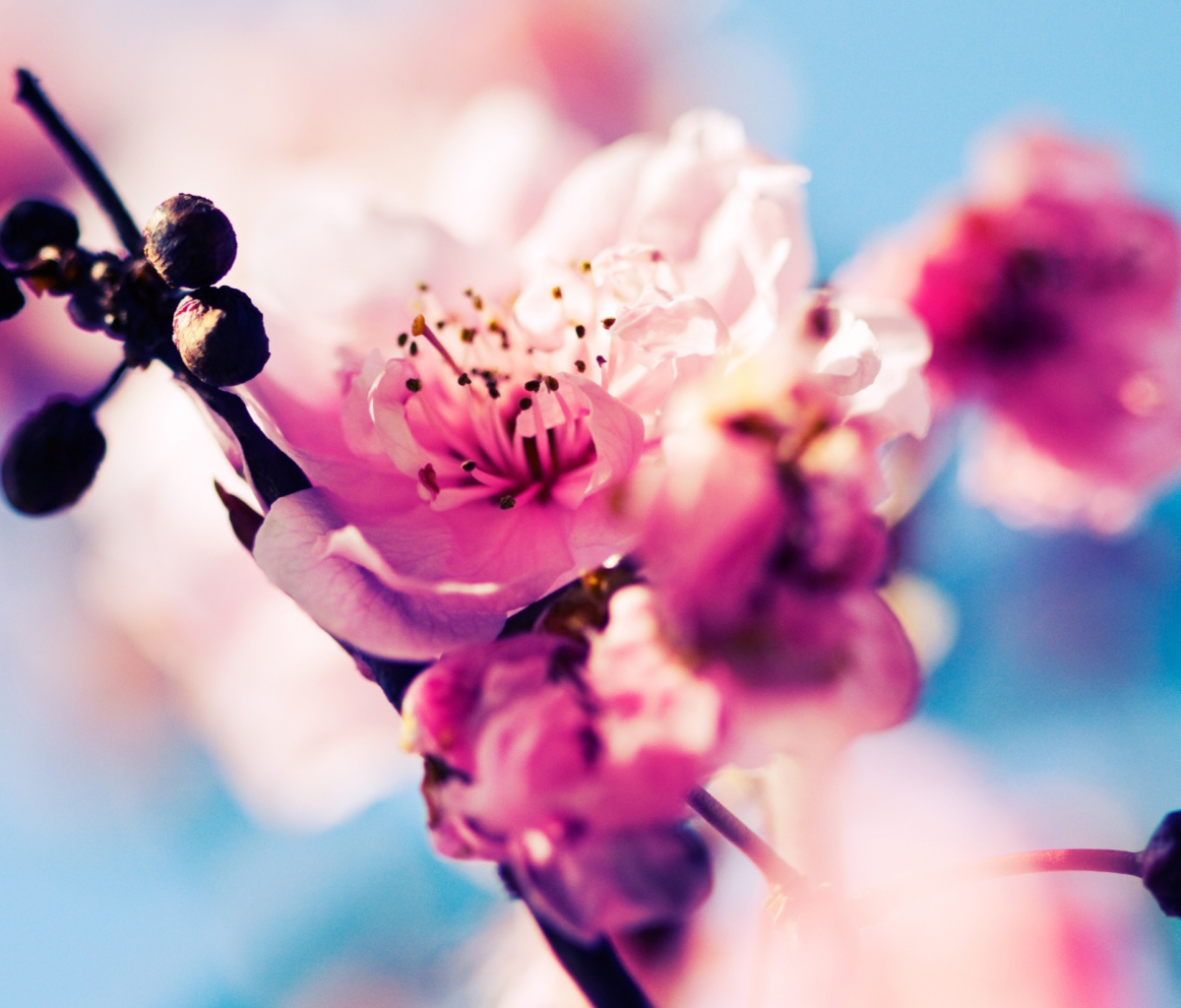 Screenshot №1 pro téma Beautiful Cherry Blossom 1200x1024