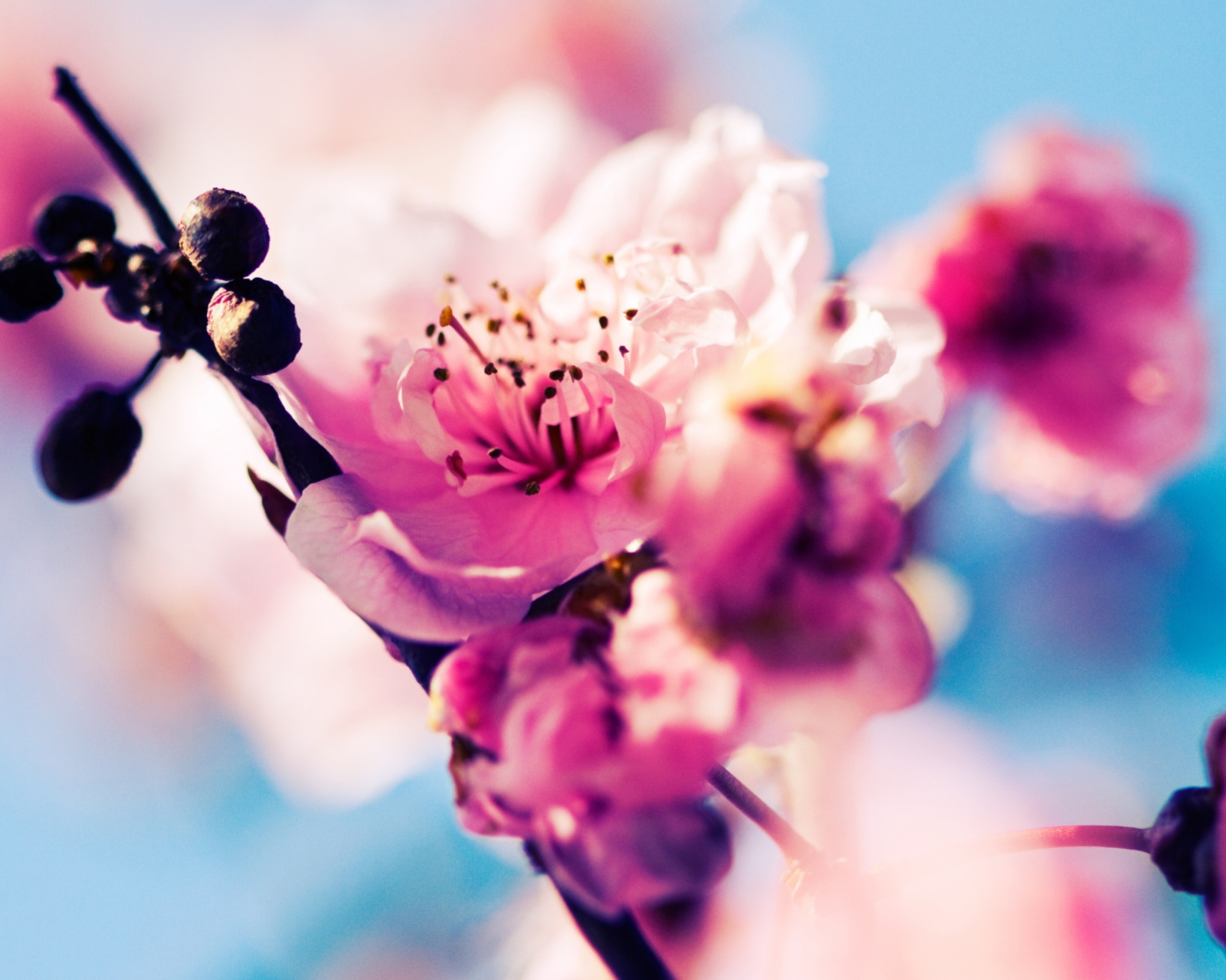 Fondo de pantalla Beautiful Cherry Blossom 1600x1280