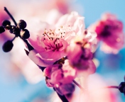 Das Beautiful Cherry Blossom Wallpaper 176x144