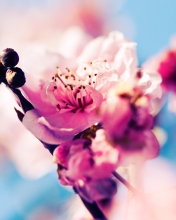 Das Beautiful Cherry Blossom Wallpaper 176x220