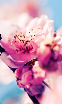 Das Beautiful Cherry Blossom Wallpaper 240x400
