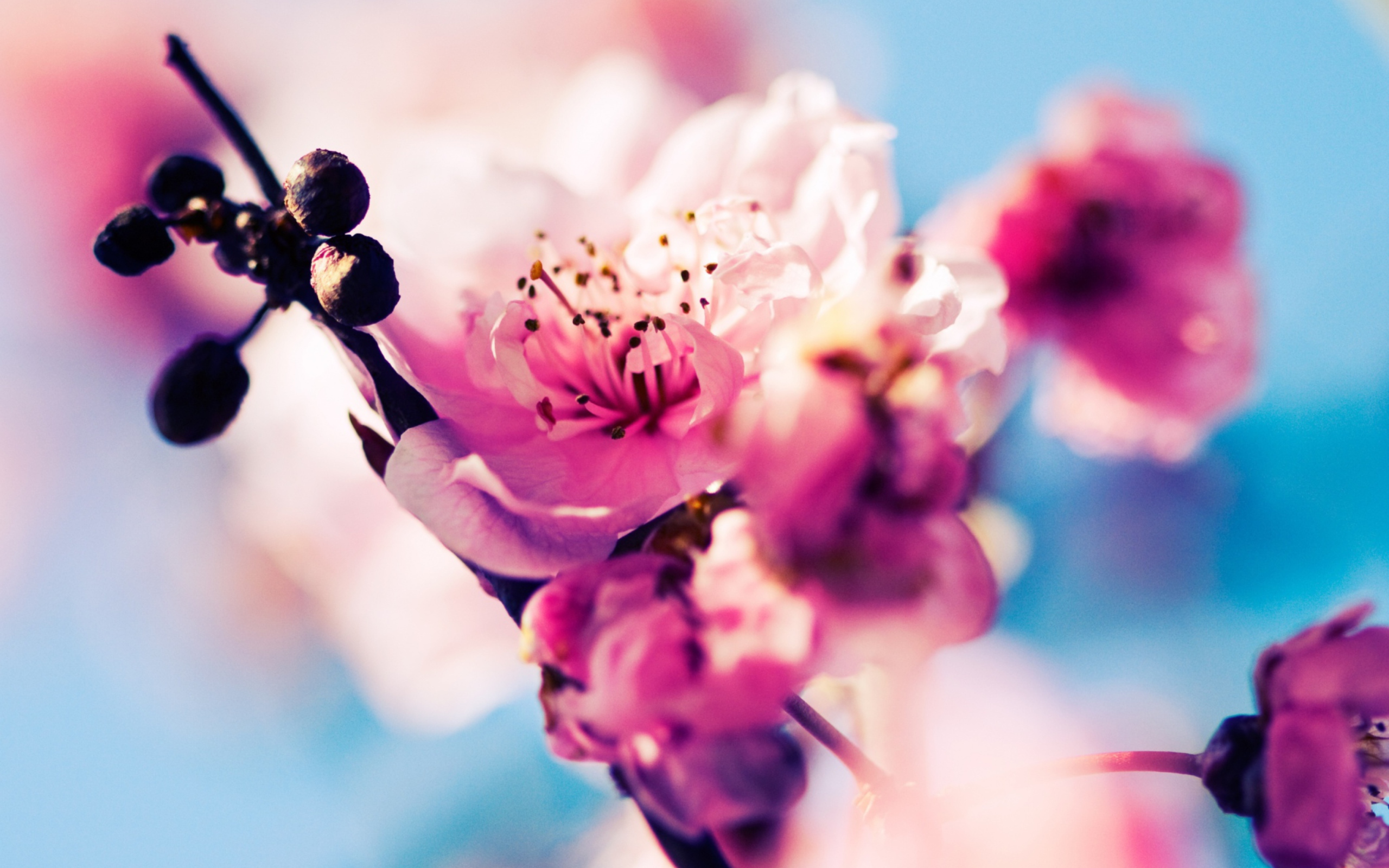 Screenshot №1 pro téma Beautiful Cherry Blossom 2560x1600