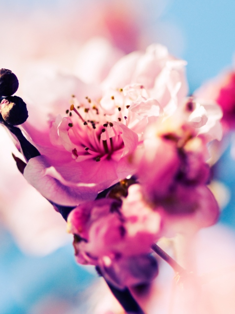 Screenshot №1 pro téma Beautiful Cherry Blossom 480x640