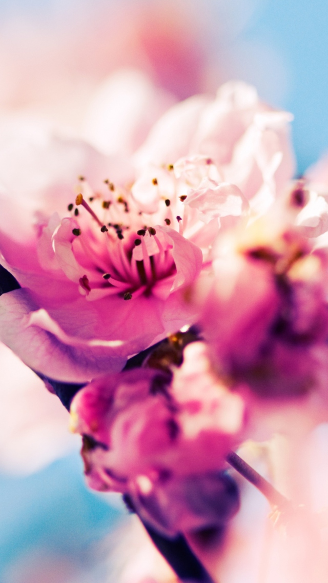Sfondi Beautiful Cherry Blossom 640x1136